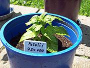 Fatalii