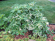 Fish Pepper
