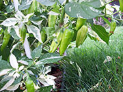 Fish Pepper