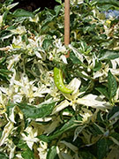 Fish Pepper