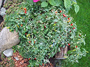 Fish Pepper