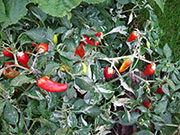 Fish Pepper
