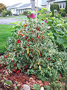 Fish Pepper