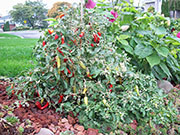 Fish Pepper