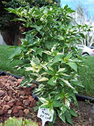 Fish Pepper