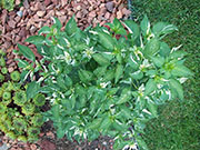 Fish Pepper