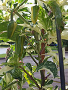 Fish Pepper