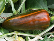 Fish Pepper