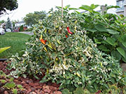 Fish Pepper