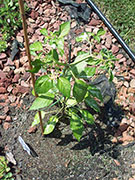 Fish Pepper