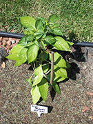 Fish Pepper
