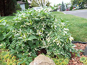 Fish Pepper