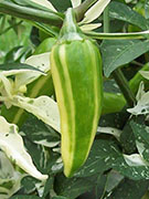 Fish Pepper