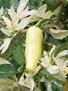 Fish Pepper