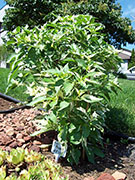 Fish Pepper