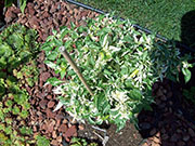 Fish Pepper