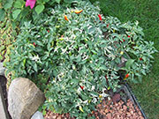 Fish Pepper