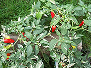 Fish Pepper