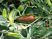 Fish Pepper