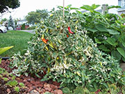 Fish Pepper