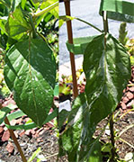 Fish Pepper