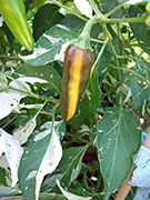 Fish Pepper