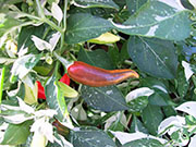 Fish Pepper