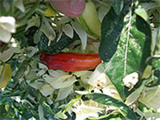 Fish Pepper