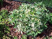 Fish Pepper