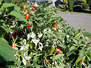 Fish Pepper