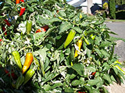 Fish Pepper