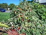 Fish Pepper