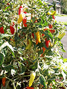 Fish Pepper