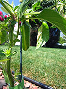 Fish Pepper