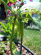 Fish Pepper