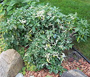 Fish Pepper