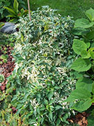 Fish Pepper