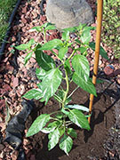 Fish Pepper