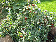Fish Pepper