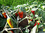 Fish Pepper