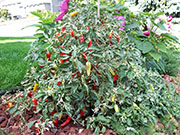 Fish Pepper