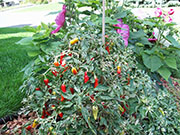 Fish Pepper