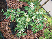 Fish Pepper