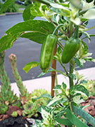 Fish Pepper
