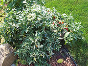 Fish Pepper