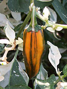 Fish Pepper