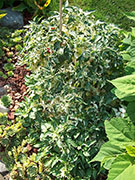 Fish Pepper
