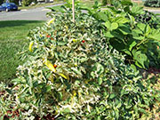 Fish Pepper