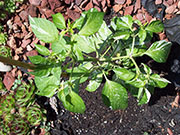 Fish Pepper
