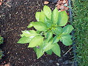 Fish Pepper